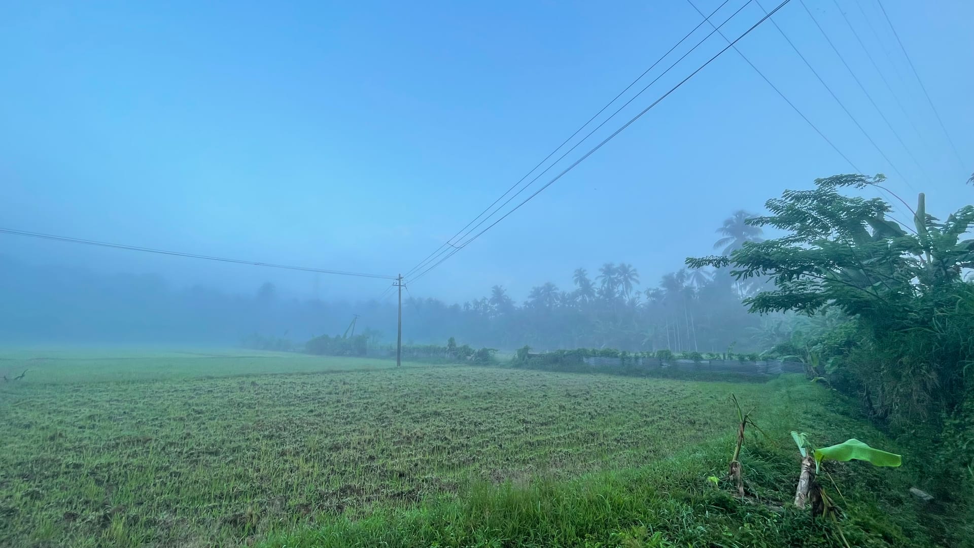 Nature at Your Window