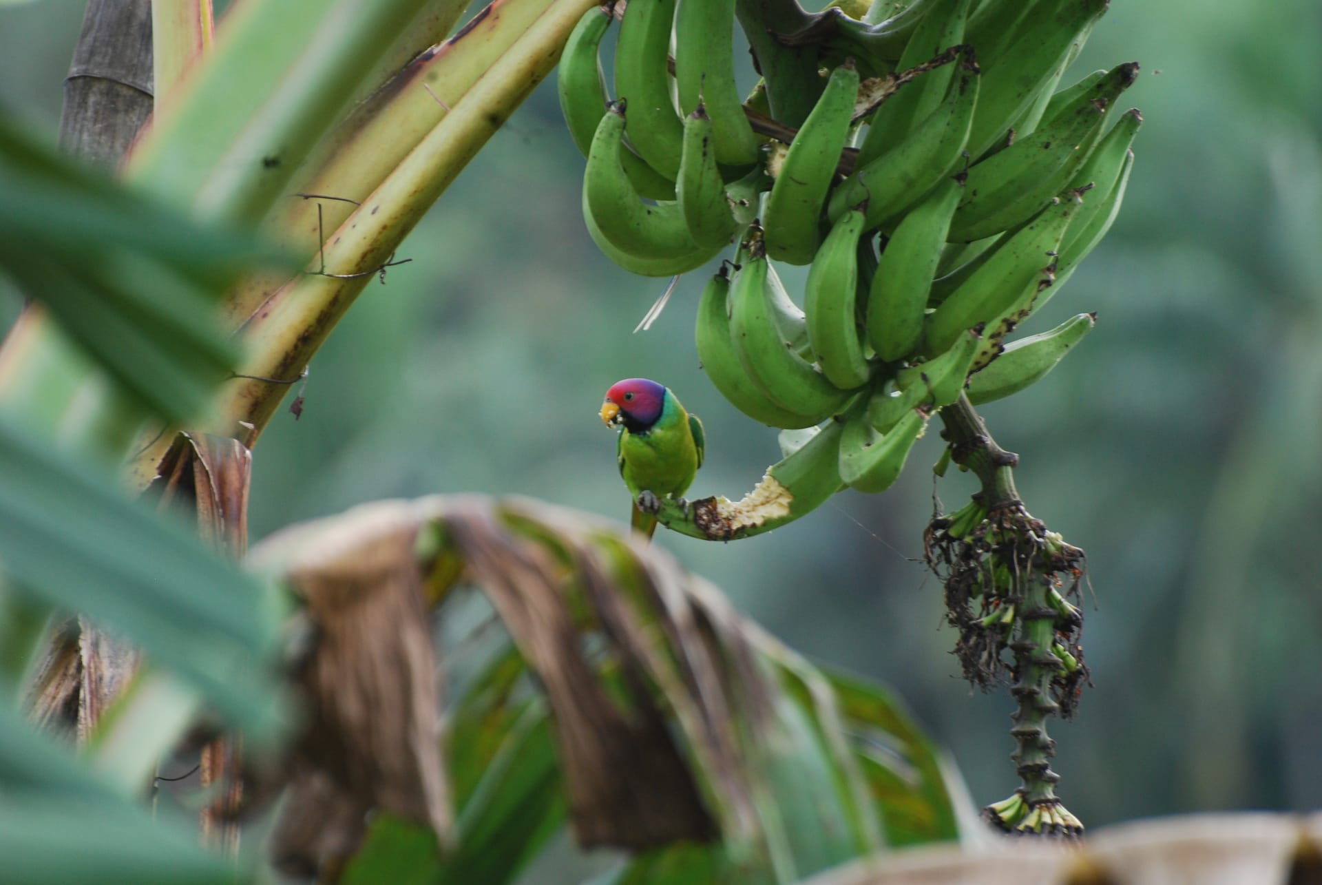 Life On The Farm Experience The Rhythm Of Daily Life Amidst Natures Abundance